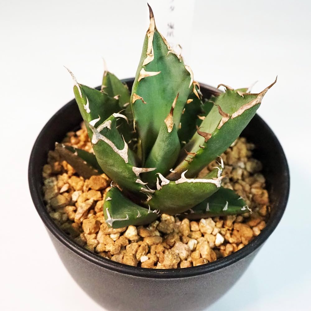 Amazon｜ITANSE アガベ 鬼爪(ゴーストクロウ) 3.5号 1個売り